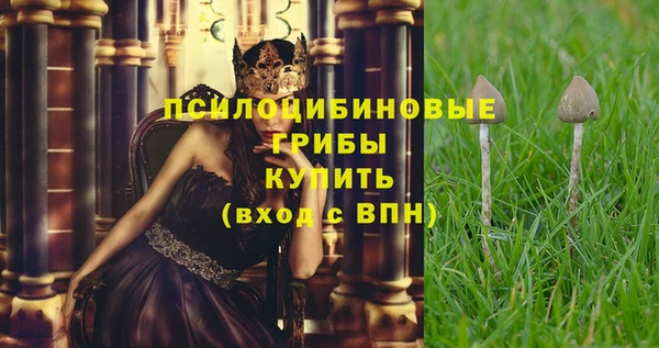 индика Новозыбков